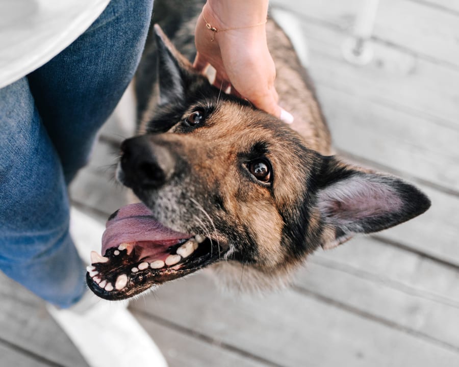 Timmins Animal Hospital in Timmins