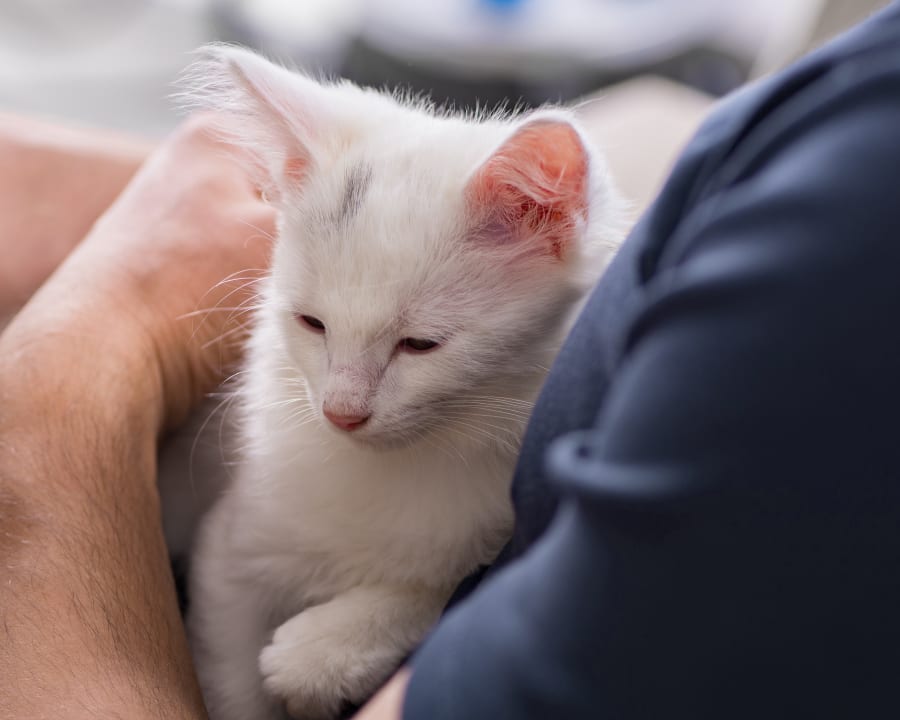 Puppies & Kittens, Timmins Veterinarians