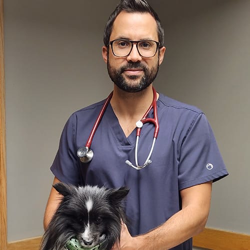 Timmins Veterinarian